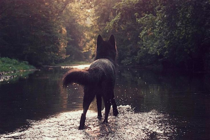 wolf