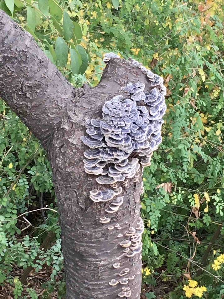 mushroom