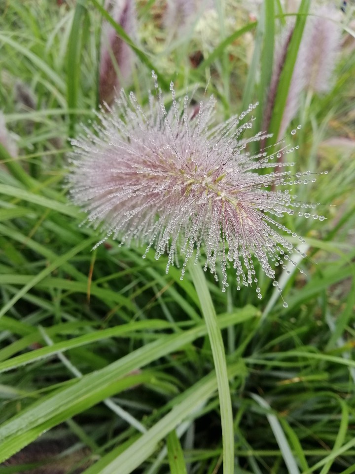 drops