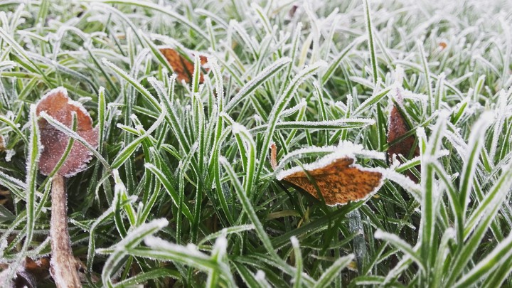 Grass