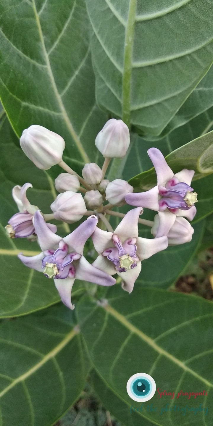 World's most beautiful flowers