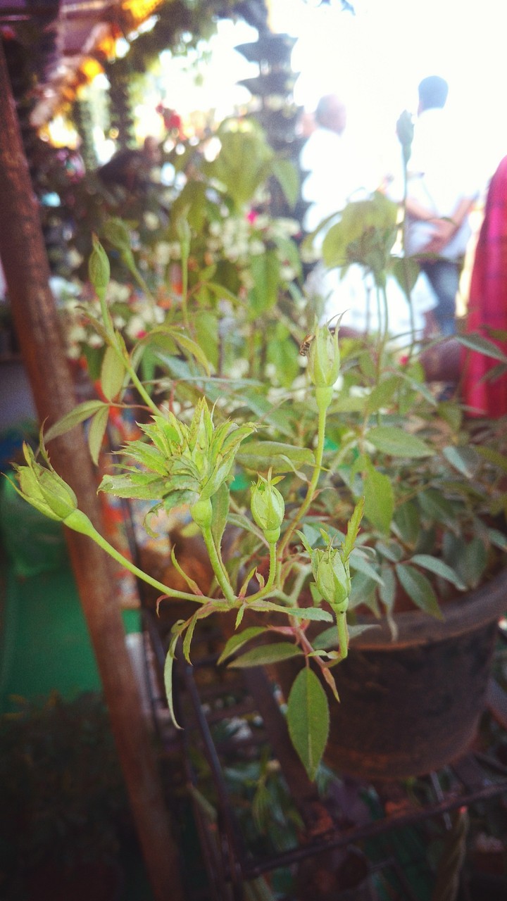Green Rose