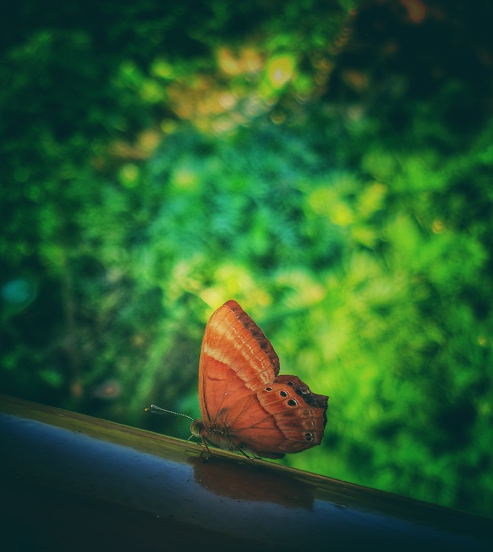 Morning visitor ?