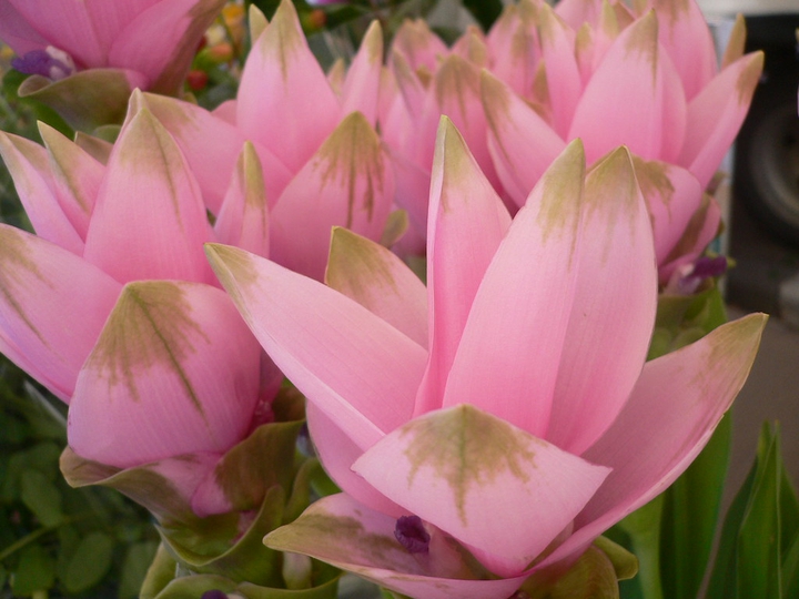 Thailand Tulips