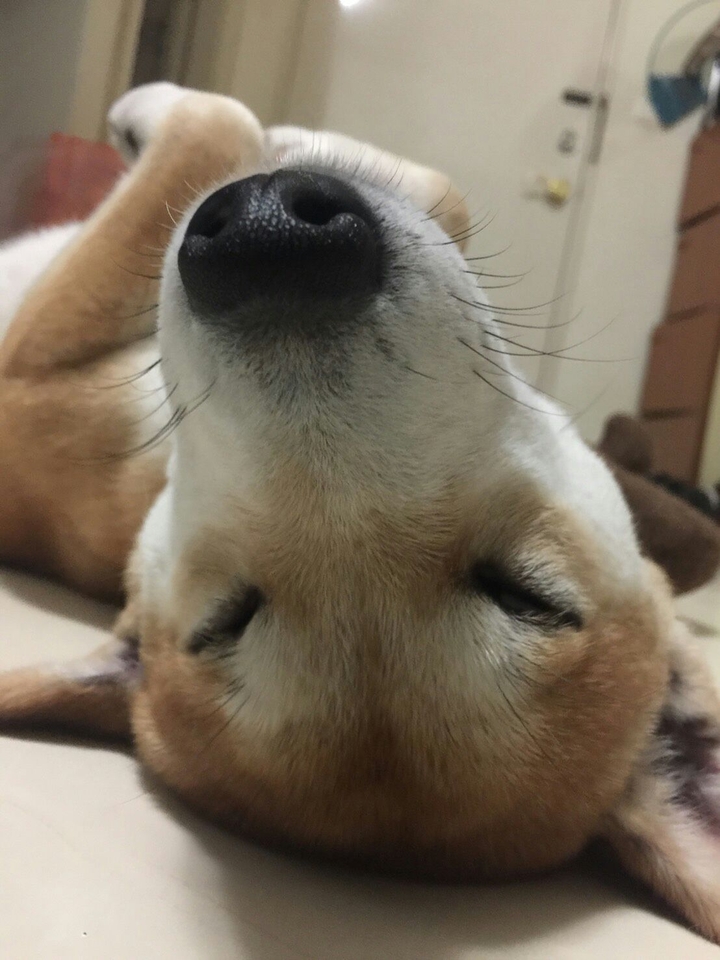 DOG柴