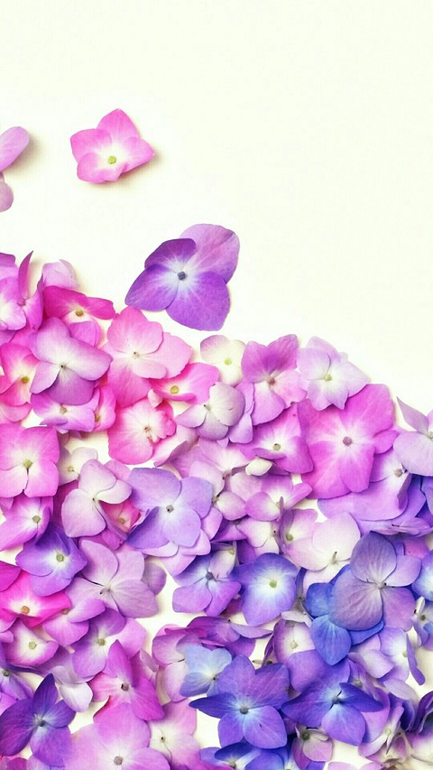 тапети plant, hydrangea