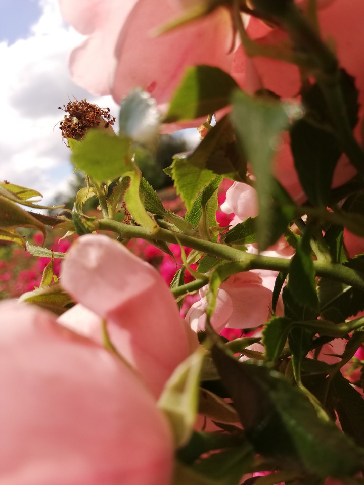 roses