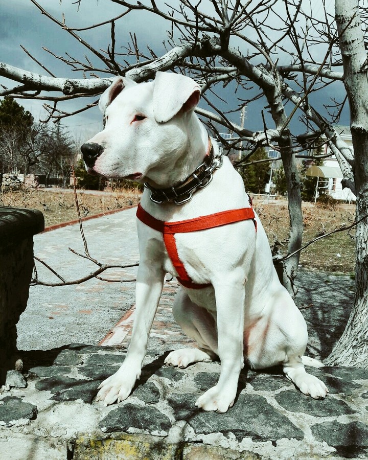 buzz aşķ