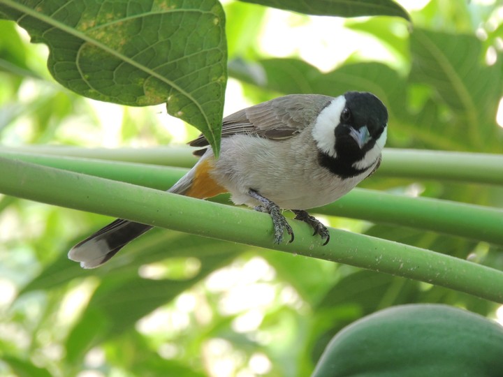 bird