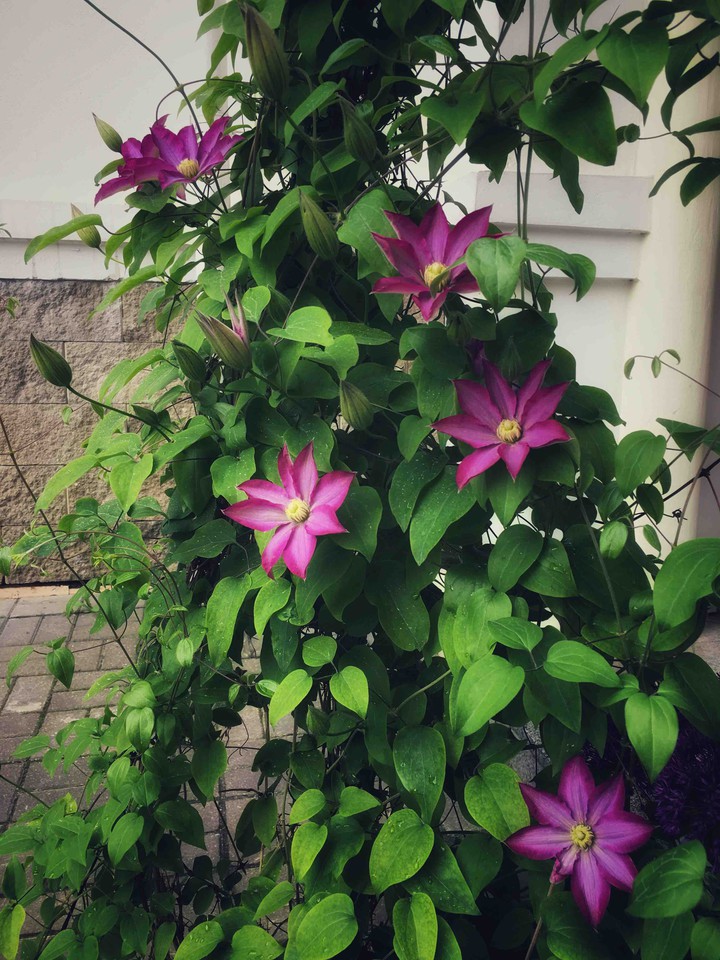 Monastery flowers
