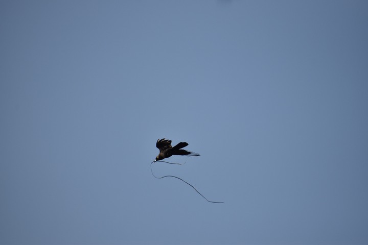 crow