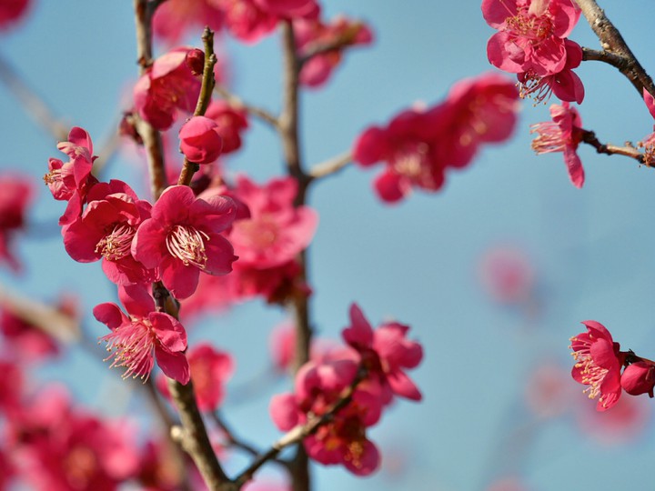 plumblossom