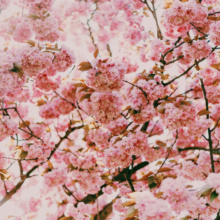 spring