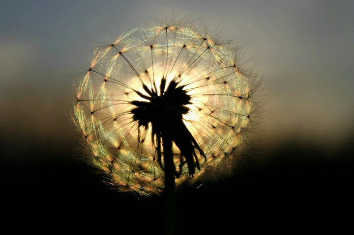 flower dandelion