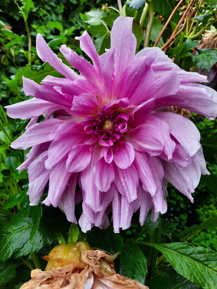 dahlias