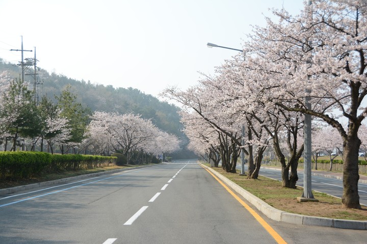 진해이미지