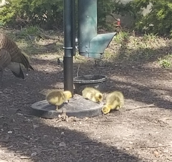 Baby Geese!!
