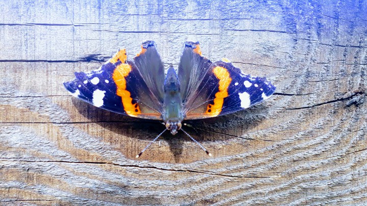 ostatni motyl