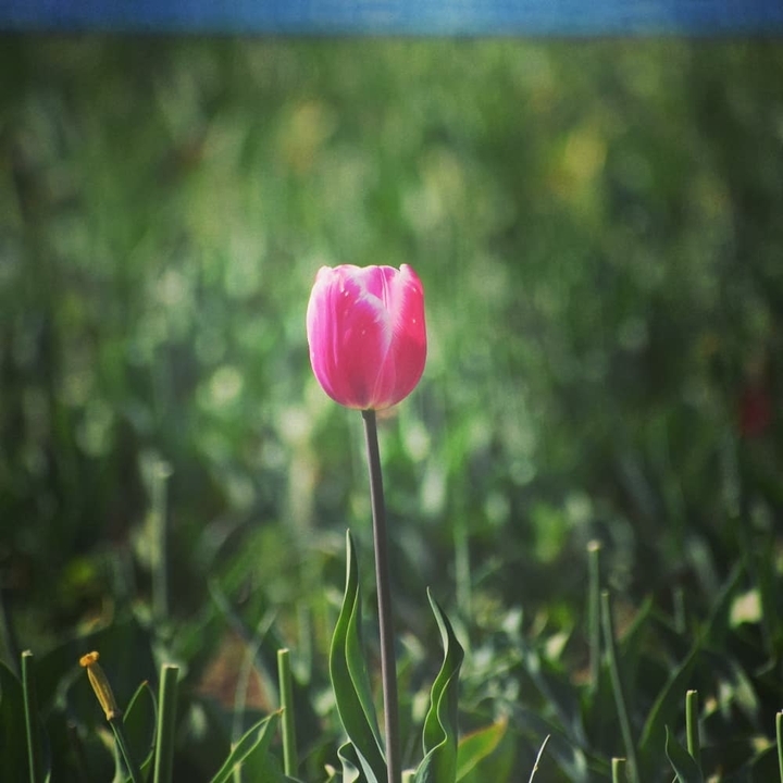 Tulip