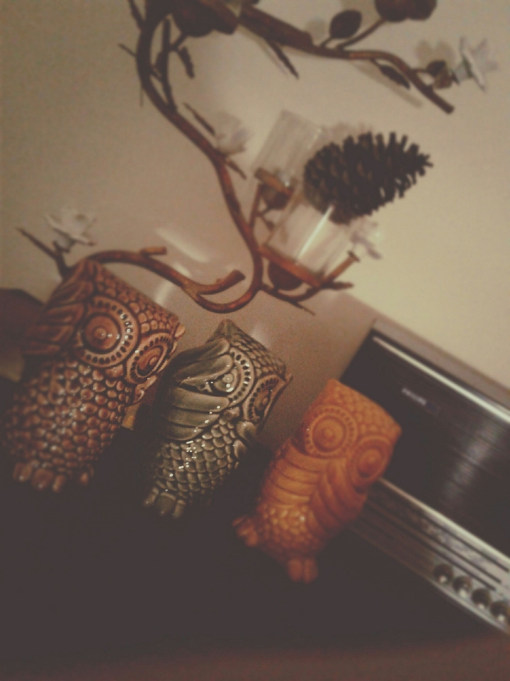owls