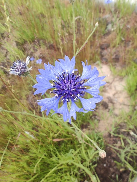hình nền plant, flower