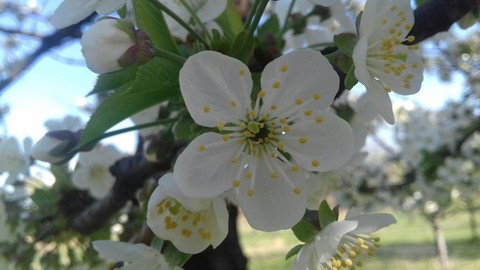cherry flower