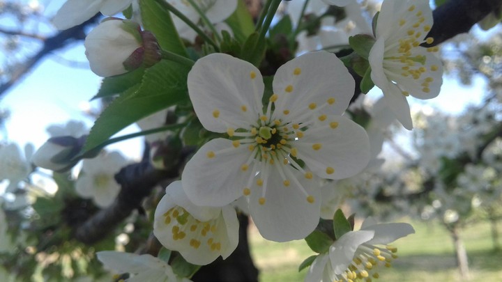 cherry flower