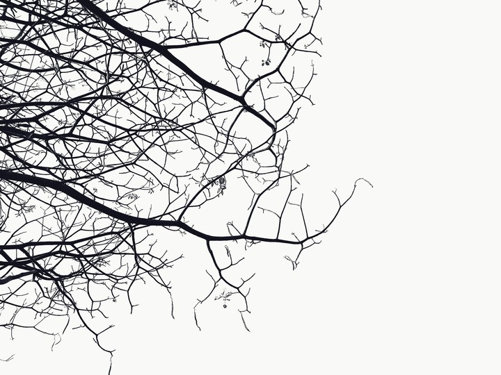 Minimalism tree