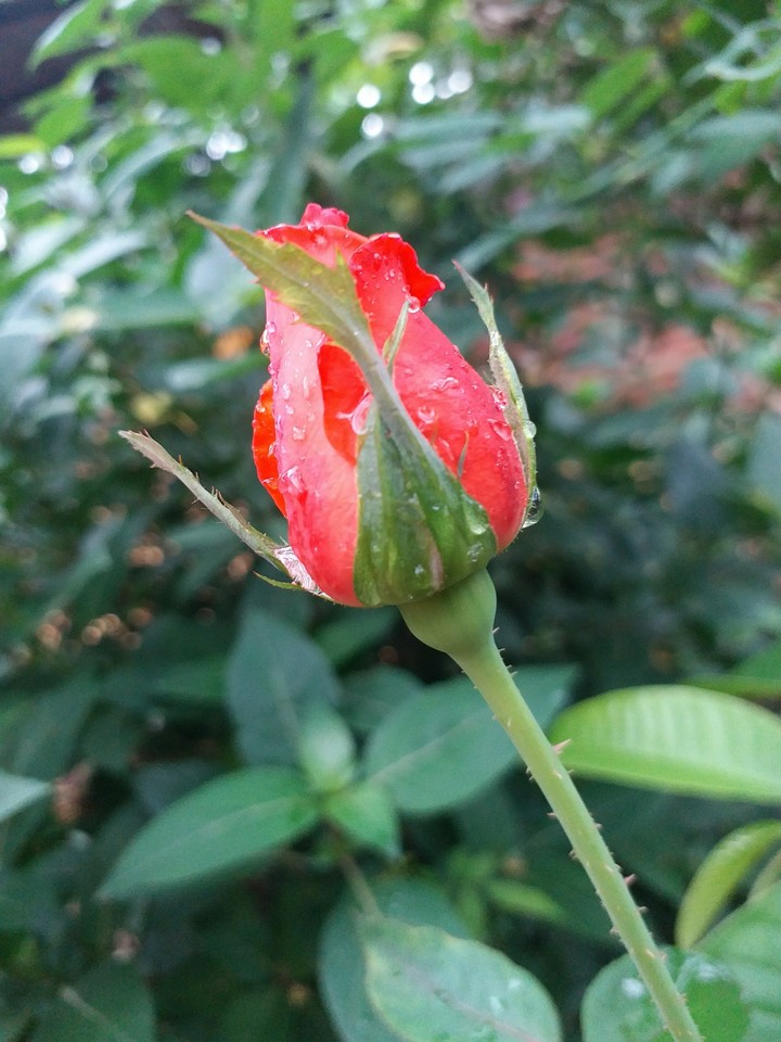 Read Rose