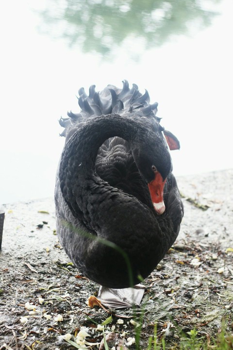 Black swan