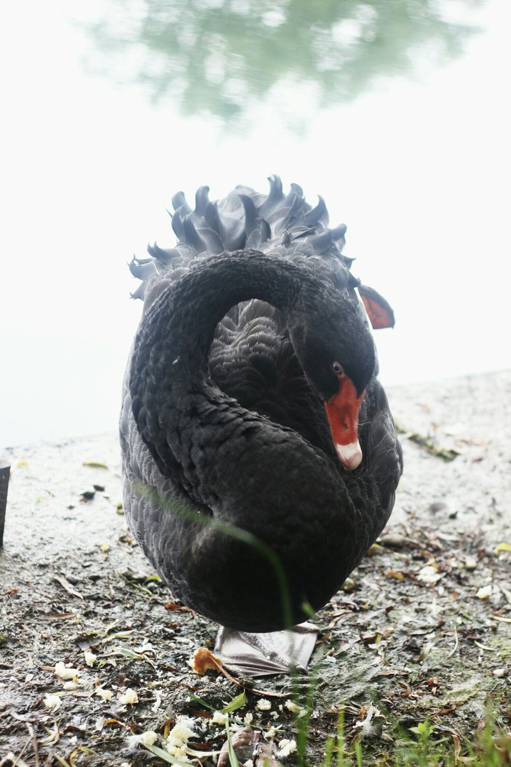 Black swan