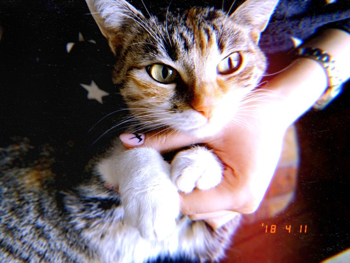 cat кот