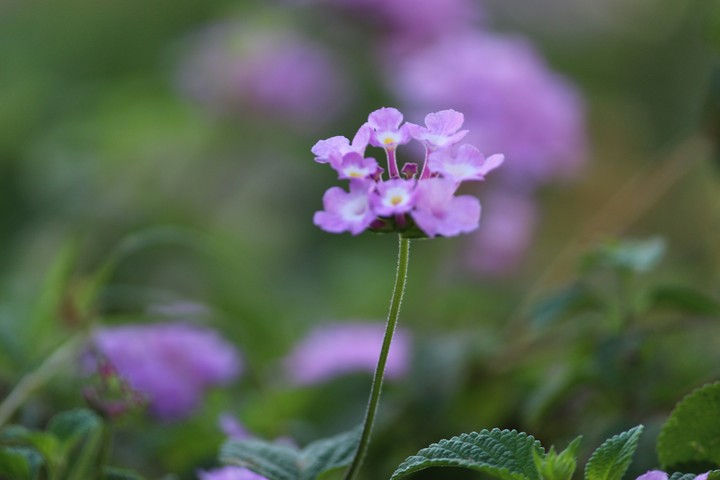 pink flower.