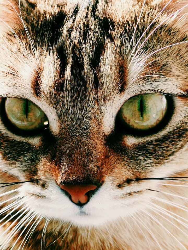 вмч