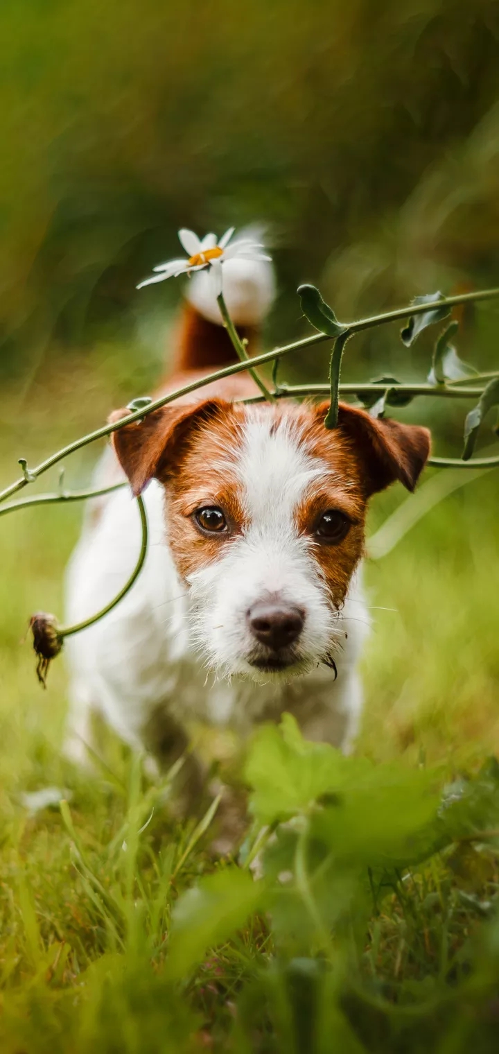 dog