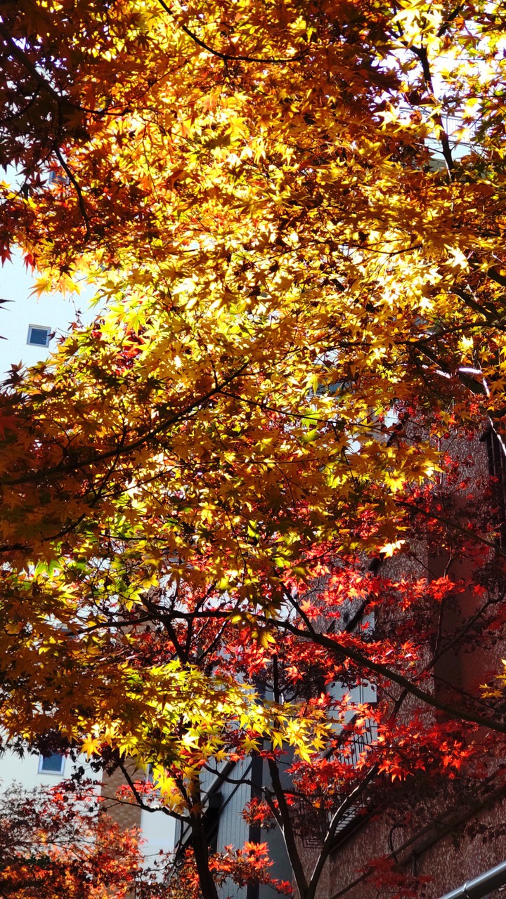 Autumn leaves