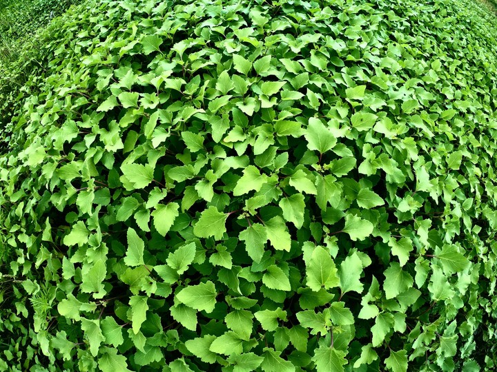 green