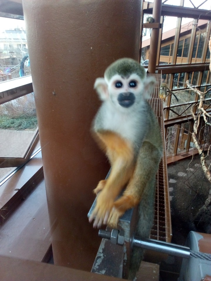 zoo Halle saale germany.