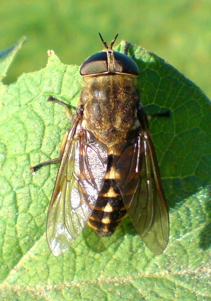 Fly