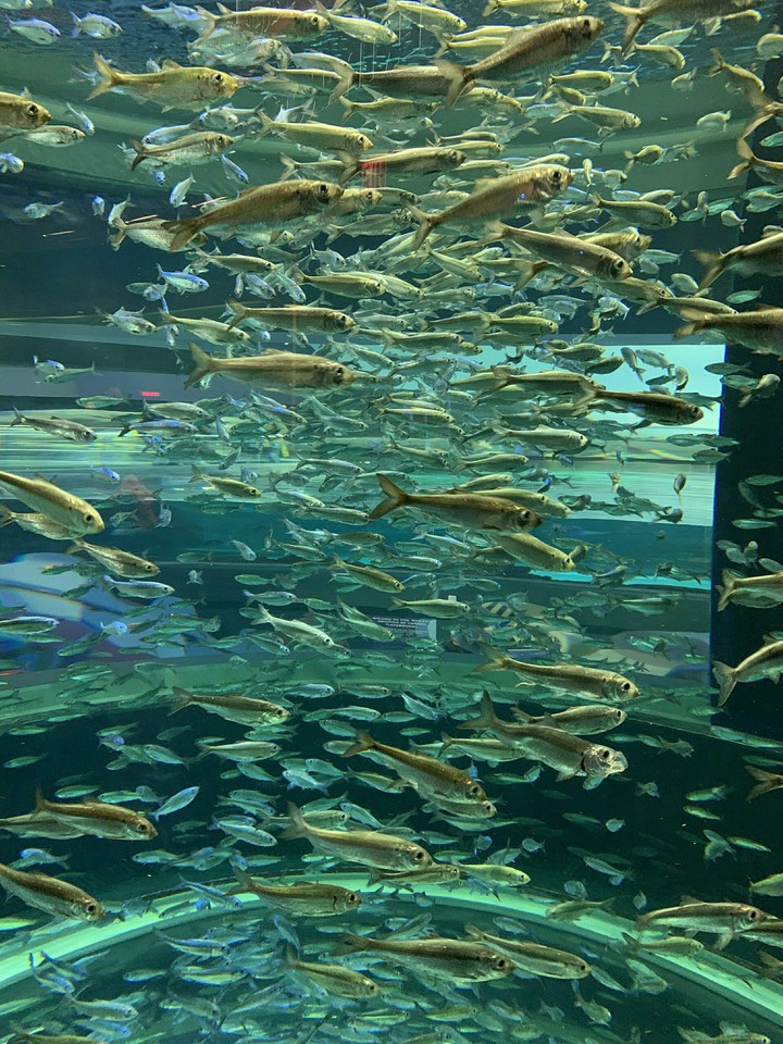 fish