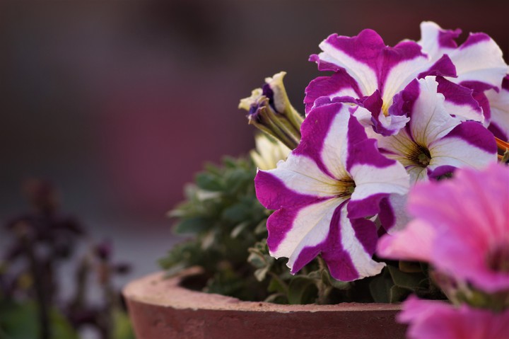 flowers
