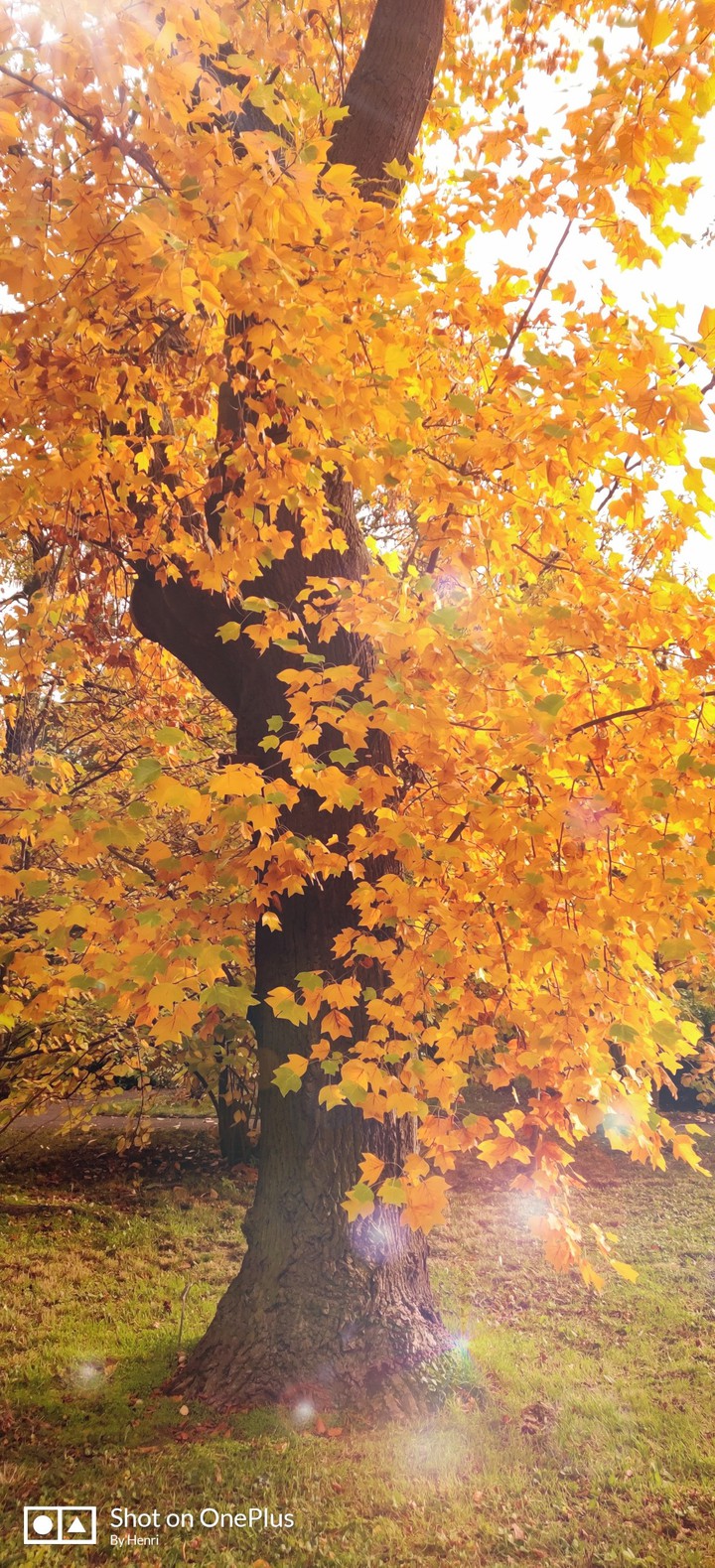 Herbst