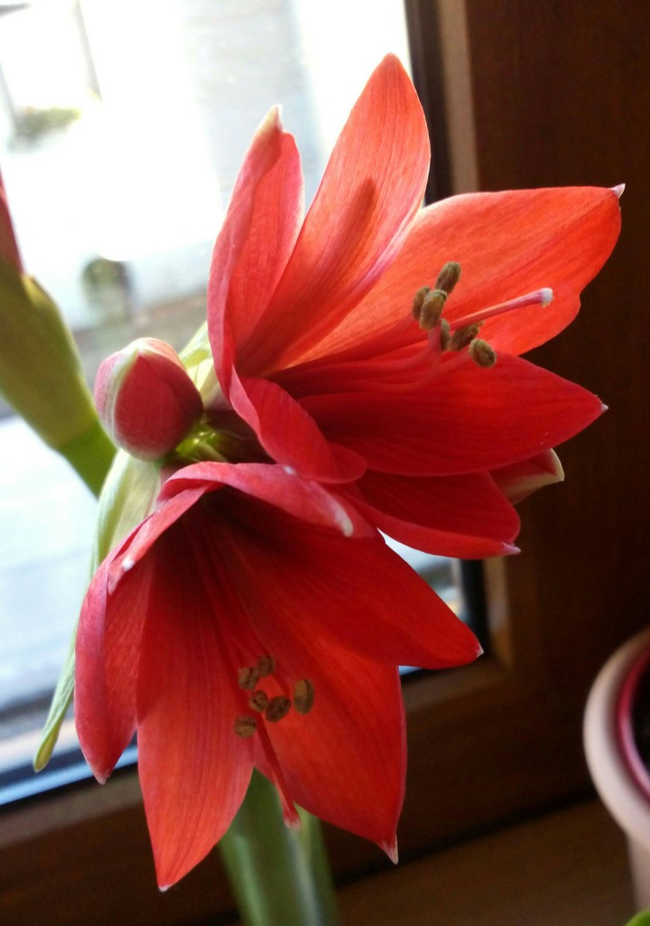 amaryllis