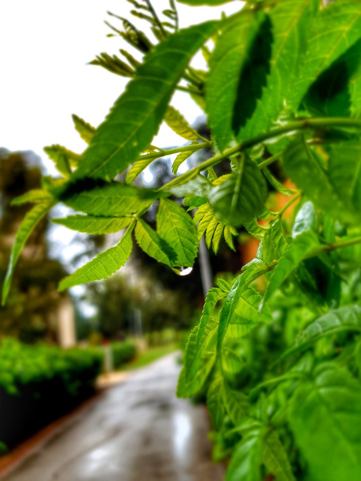 Just a drop of rain on a leaf :)