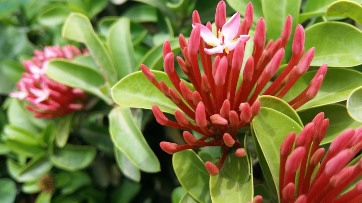 Red Beauty