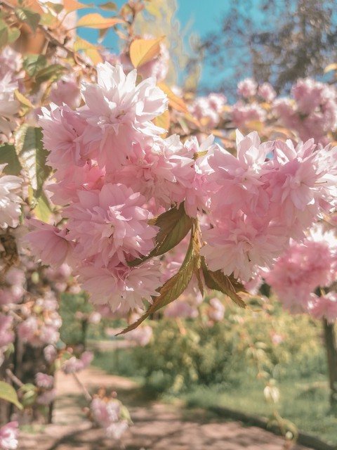 tapety twig, petal