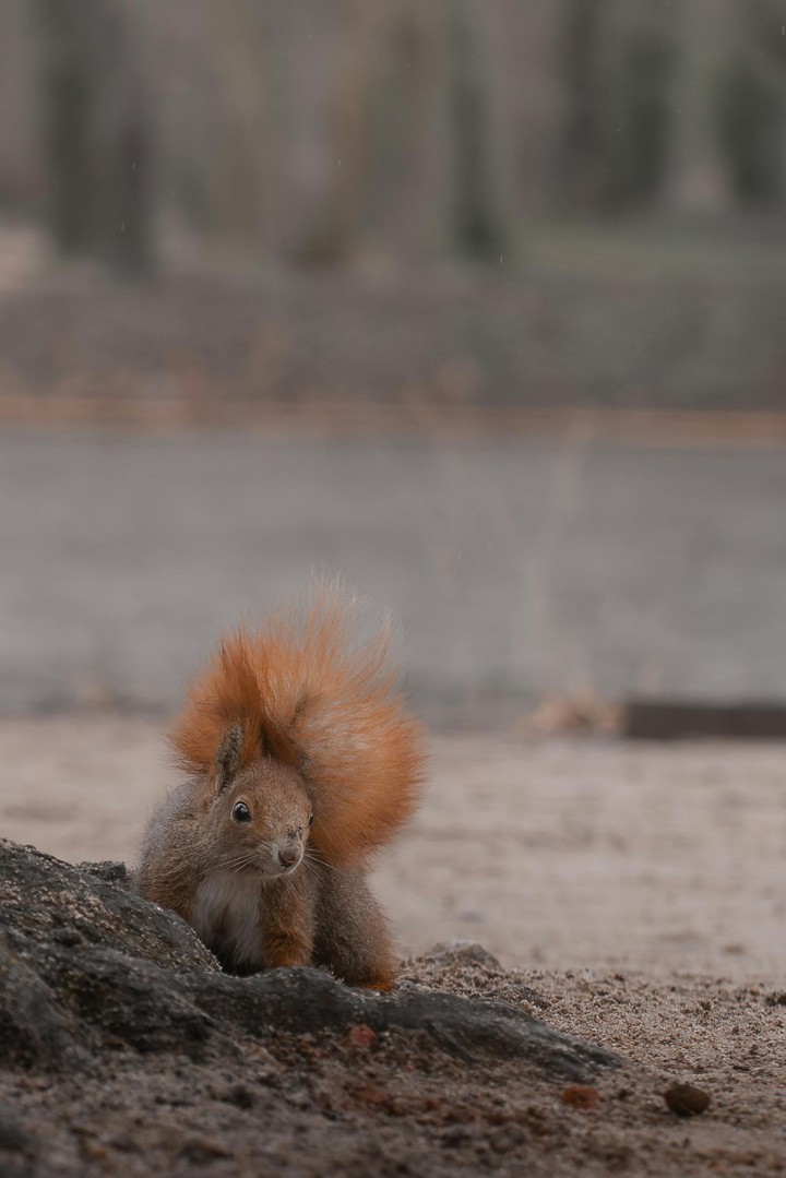 fondos de pantalla Squirrel, snout