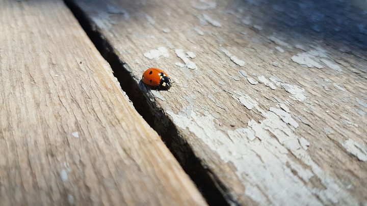 Ladybug