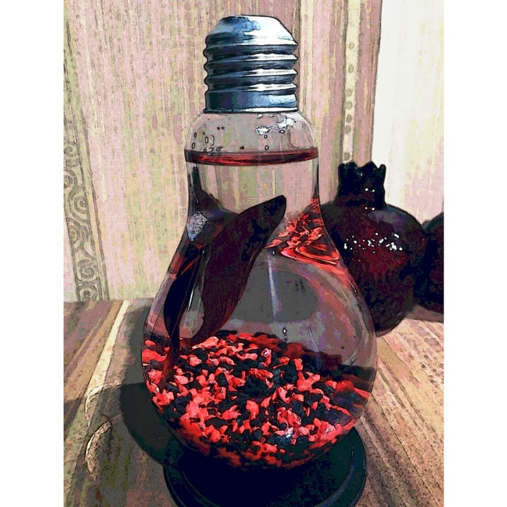 Red Fish