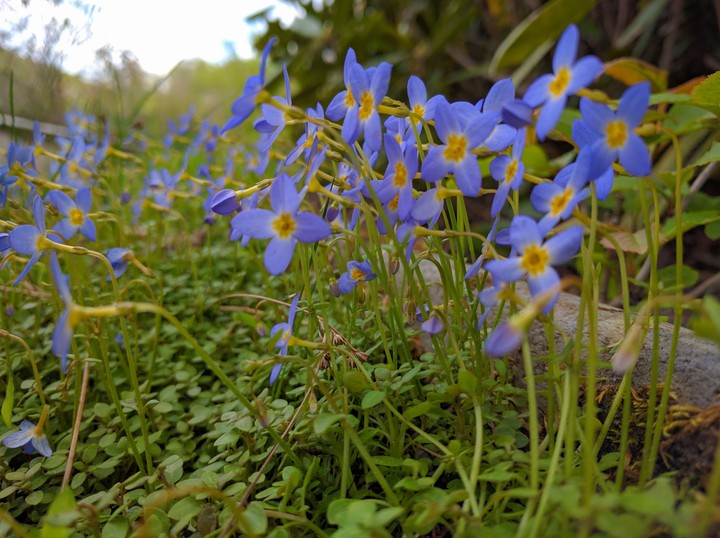 Pretty Purple Flowers